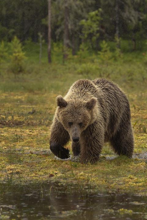  Medvěd hnědý ( Ursus arctos)