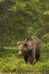  Medvěd hnědý ( Ursus arctos)
