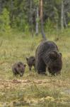  Medvěd hnědý ( Ursus arctos)