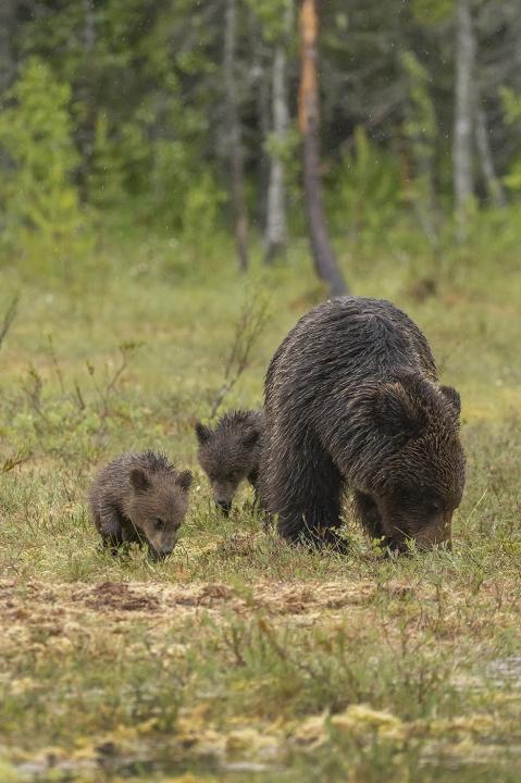  Medvěd hnědý ( Ursus arctos)