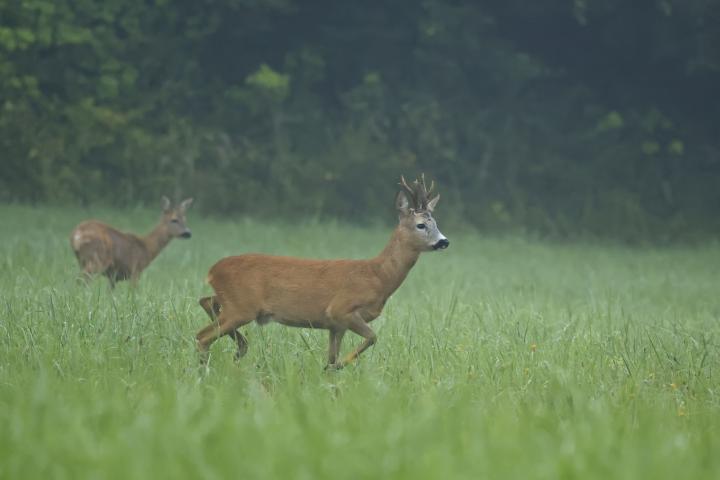  Srnec obecný ( Capreolus capreolus )