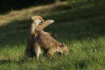  Liška obecná ( Vulpes Vulpes)