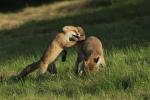  Liška obecná ( Vulpes Vulpes)
