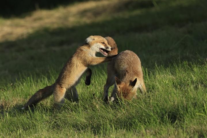  Liška obecná ( Vulpes Vulpes)