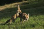  Liška obecná ( Vulpes Vulpes)