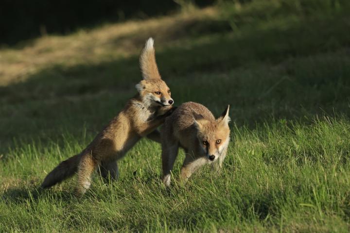  Liška obecná ( Vulpes Vulpes)