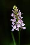 Prstnatec plamatý (Dactylorhiza maculata)