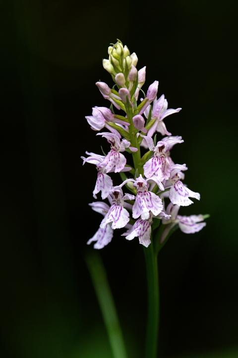 Prstnatec plamatý (Dactylorhiza maculata)