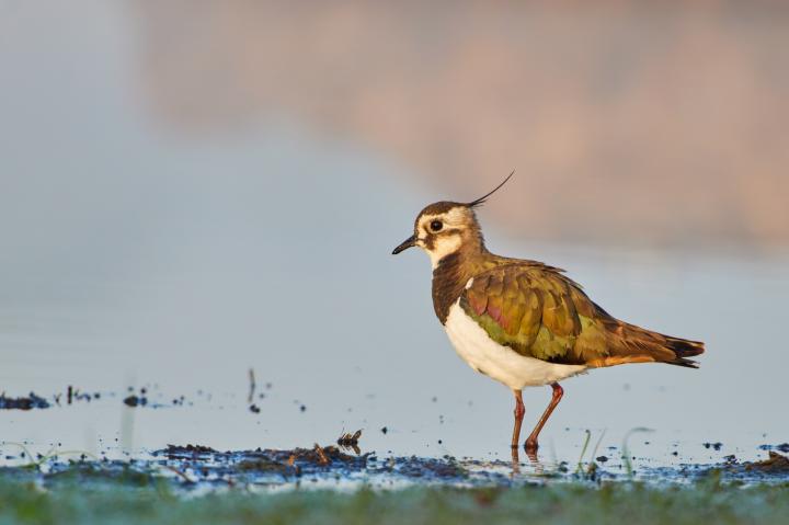 Čejka chocholatá (Vanellus vanellus)