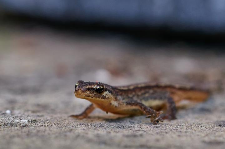 Čolek obecný (Lissotriton vulgaris)