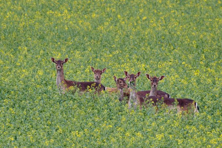 Daněk skvrnitý (Dama dama)
