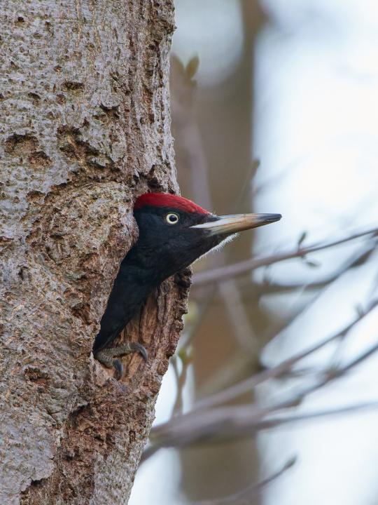 Datel černý (Dryocopus martius)