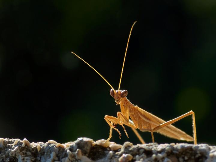 Kudlanka nábožná (Orantes mantis)