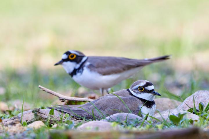 Kulík říční (Charadrius dubius)