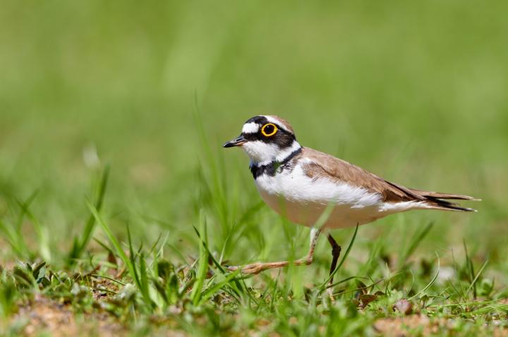 Kulík říční (Charadrius dubius)