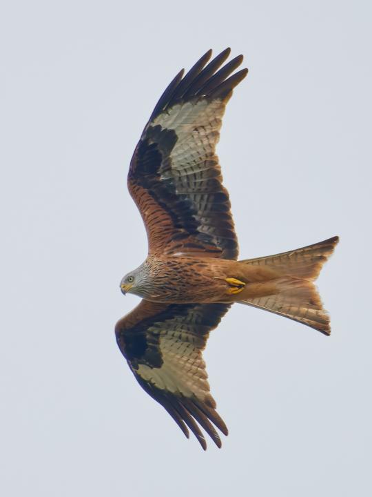 Luňák červený  (Milvus milvus)