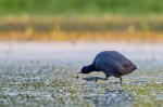 Lyska černá (Fulica atra)