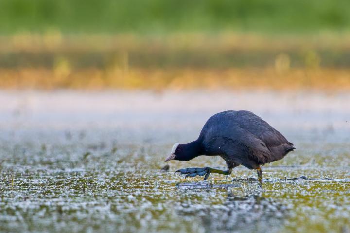 Lyska černá (Fulica atra)