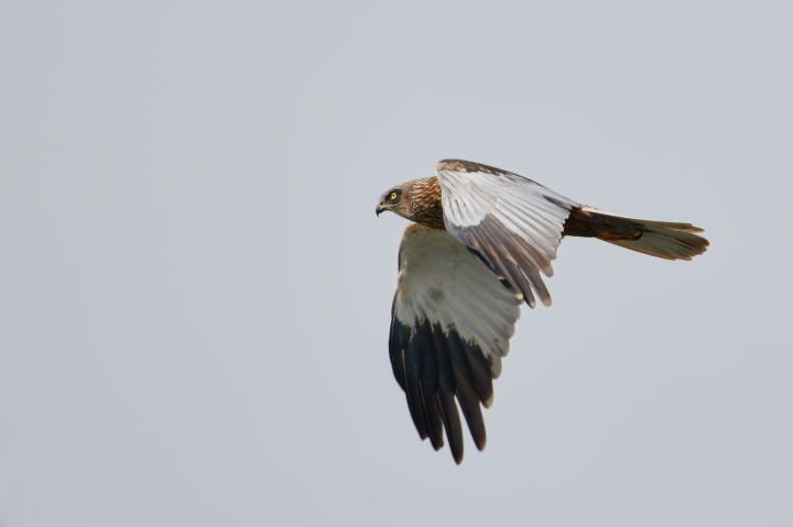 Moták pochop (Circus aeruginosus)