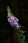 Náprstník červený (Digitalis purpurea)