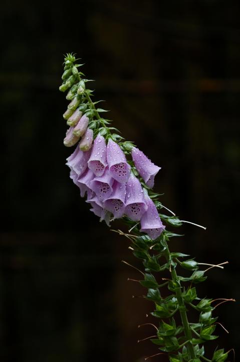 Náprstník červený (Digitalis purpurea)