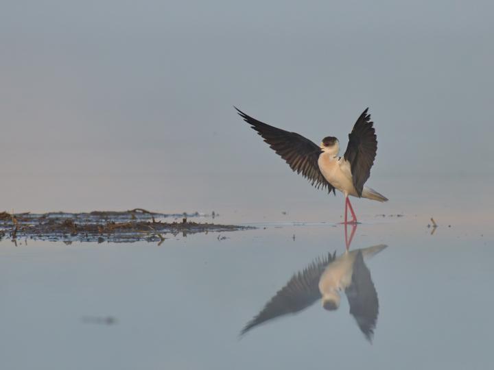 Pisila čáponohá (Himantopus himantopus)