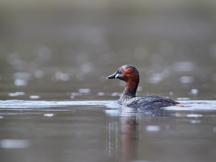 Potápka malá (Tachybaptus ruficollis)
