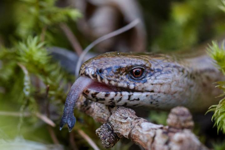 Slepýš obecný (Anguis fragilis)