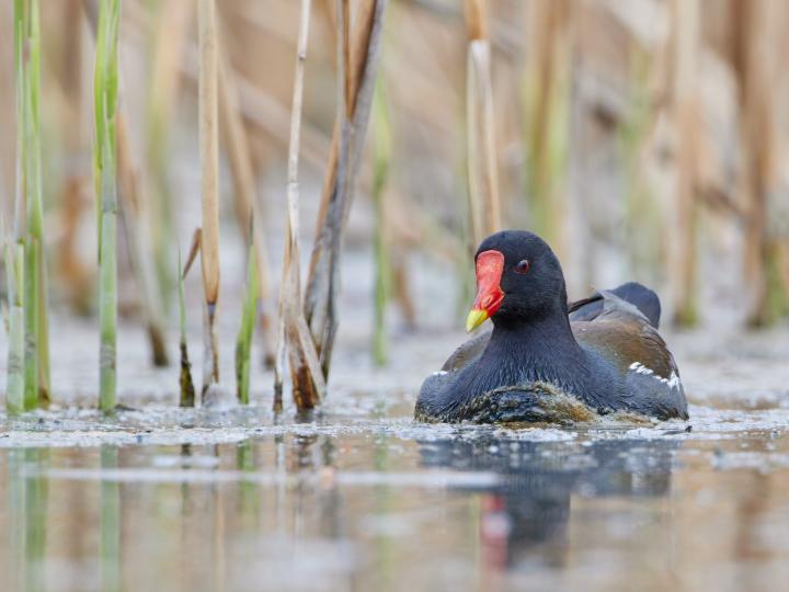 Slípka zelenonohá (Gallinula chloropus)