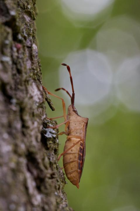 Vroubenka smrdutá (Coreus marginatus)