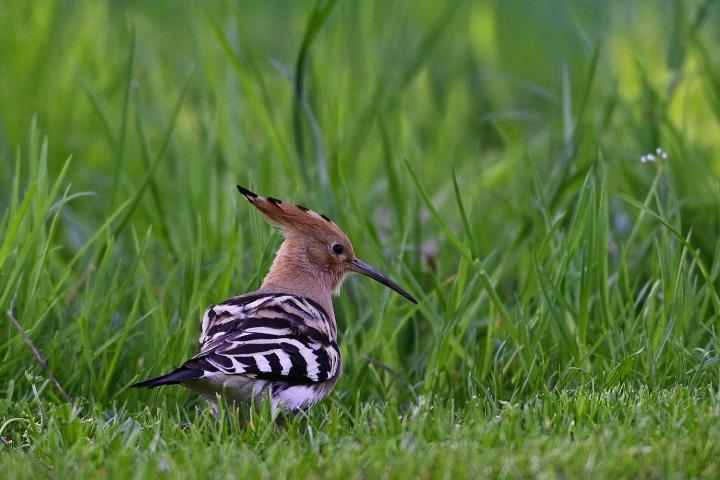 Dudek chocholatý (Upupa epops)