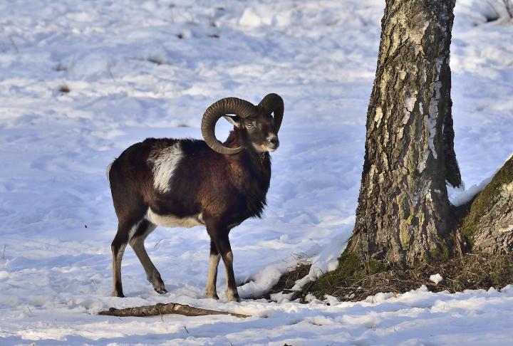 Muflon (Ovis musimon)