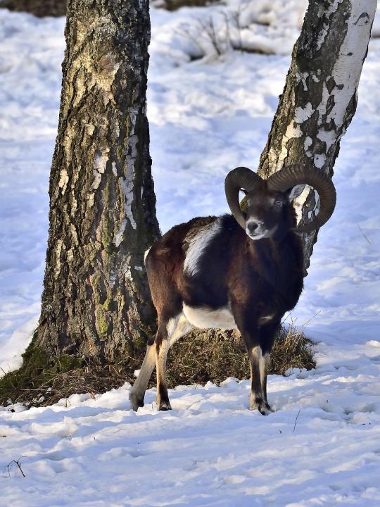 Muflon (Ovis musimon)