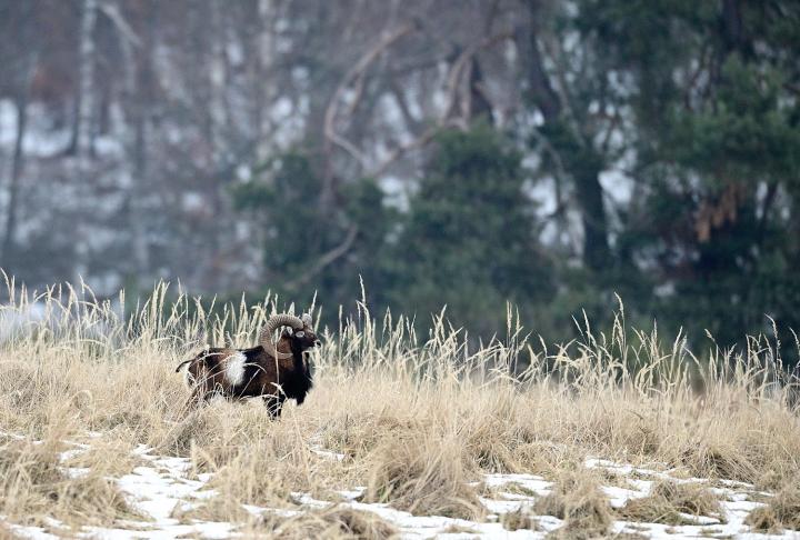 Muflon (Ovis musimon)