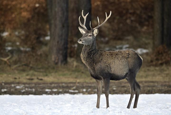 Jelen lesní (Cervus elaphus)