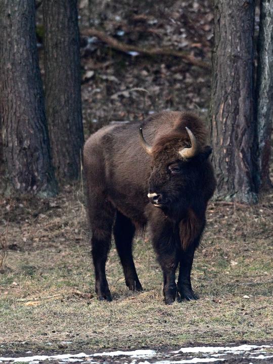 Zubr evropský (Bison bonasus)