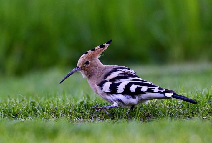 Dudek chocholatý (Upupa epops)