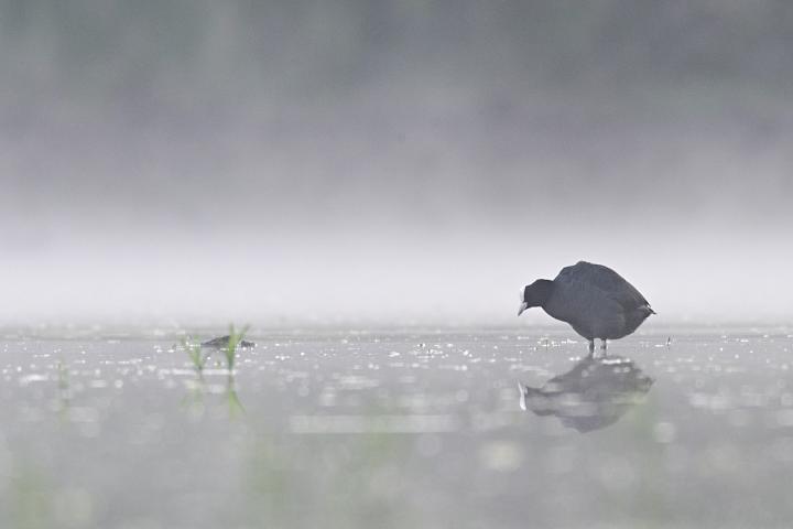 Lyska černá (Fulica atra)