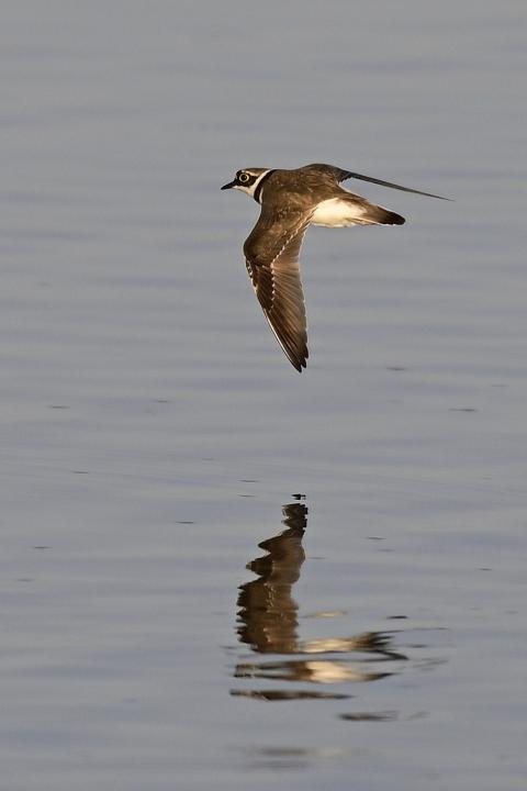 Kulík říční (Charadrius dubius)
