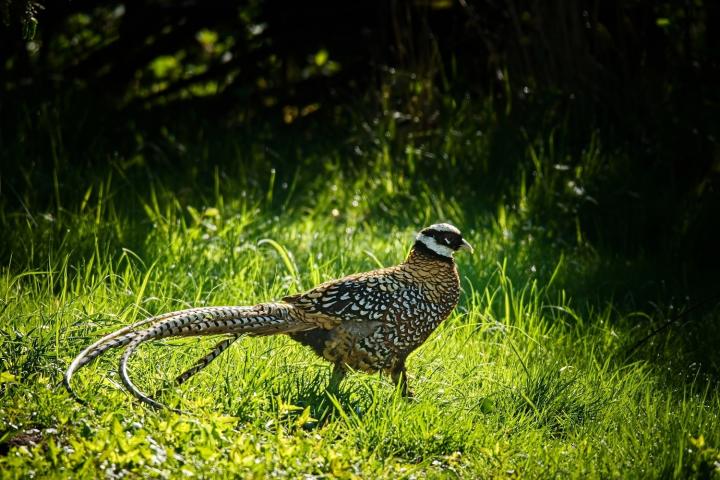 Bažant královský (Syrmaticus reevesii)
