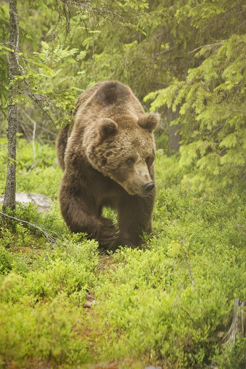  Medvěd hnědý ( Ursus arctos)