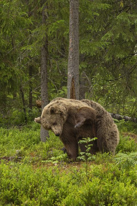 Medvěd hnědý ( Ursus arctos)