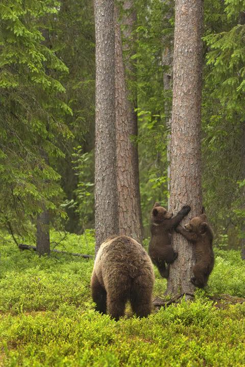  Medvěd hnědý ( Ursus arctos)