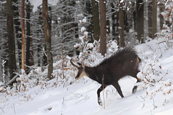 Kamzík horský (Rupicapra rupicapra)