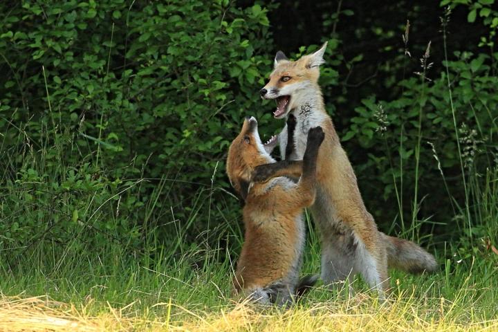  Liška obecná ( Vulpes Vulpes)