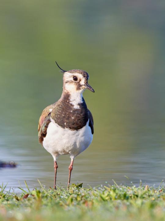 Čejka chocholatá (Vanellus vanellus)