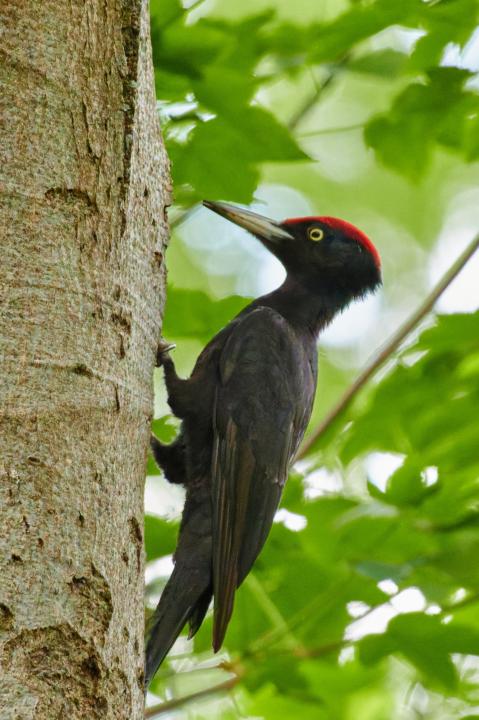 Datel černý (Dryocopus martius)