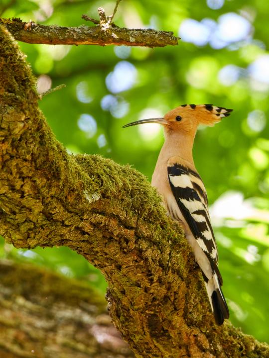 Dudek chocholatý (Upupa epops)