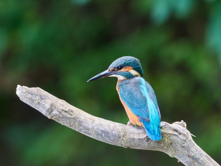 Ledňáček říční (Alcedo atthis)