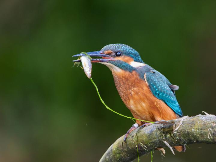 Ledňáček říční (Alcedo atthis)